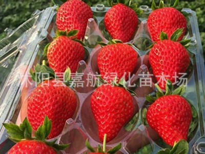 草莓种籽子四季播种结果好种易活阳台室内外花卉盆栽植物花种籽子图4