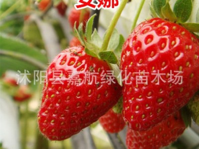 草莓种籽子四季播种结果好种易活阳台室内外花卉盆栽植物花种籽子图3