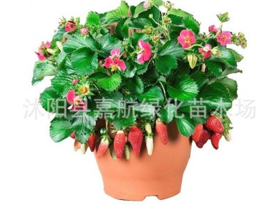 草莓种籽子四季播种结果好种易活阳台室内外花卉盆栽植物花种籽子图5