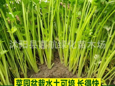 四季小香芹种子大全芹菜苗种籽大全芹菜种子季青菜籽蔬菜种子农家图3
