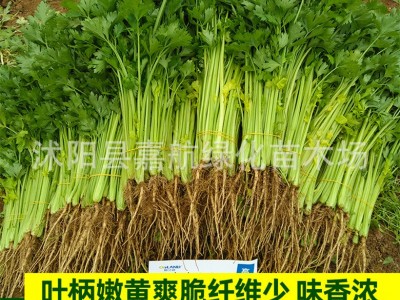 四季小香芹种子大全芹菜苗种籽大全芹菜种子季青菜籽蔬菜种子农家图2
