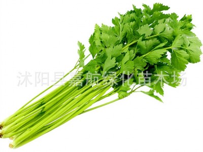 四季小香芹种子大全芹菜苗种籽大全芹菜种子季青菜籽蔬菜种子农家图5