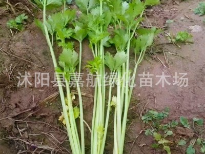四季小香芹种子大全芹菜苗种籽大全芹菜种子季青菜籽蔬菜种子农家图4