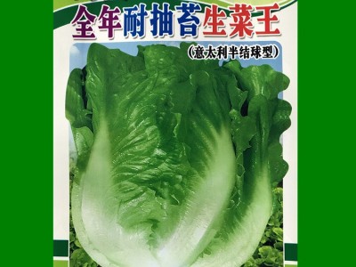 揭美10克意大利生菜种子 生菜籽 农业大田种植 阳台园艺盆栽图4