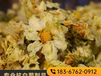 桐乡钱林菊厂 新货杭白菊朵花娃娃菊 散装批发杭菊花原料菊沫现货图5