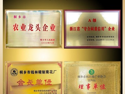桐乡钱林菊厂 新货杭白菊朵花娃娃菊 散装批发杭菊花原料菊沫现货图4