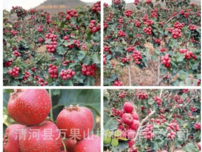 新鲜山楂 山楂果 大量销售大金星山楂 商品果 打浆果批发销售图4