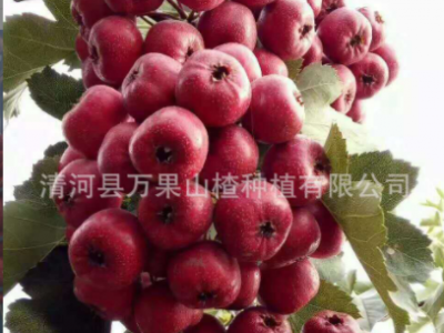 新鲜山楂 山楂果 大量销售大金星山楂 商品果 打浆果批发销售图1