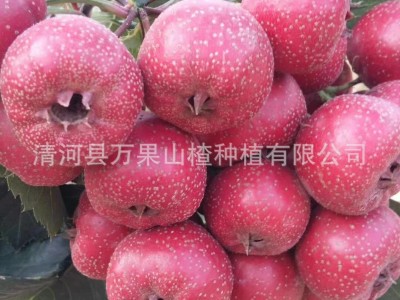 新鲜山楂 山楂果 大量销售大金星山楂 商品果 打浆果批发销售图5