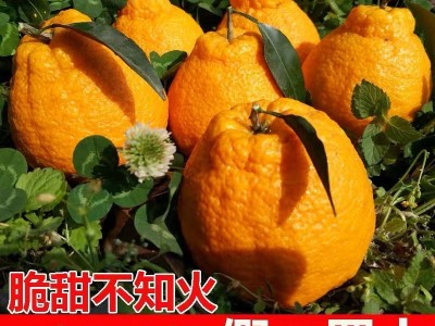 丑橘四川不知火柑丑八怪桔子柑橘橘子新鲜水果整箱包邮批发网红图2