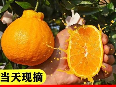 丑橘四川不知火柑丑八怪桔子柑橘橘子新鲜水果整箱包邮批发网红图3