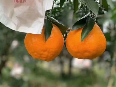 丑橘四川不知火柑丑八怪桔子柑橘橘子新鲜水果整箱包邮批发网红图5