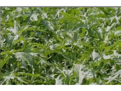 青亭圆 缙云菜干 黑色粗梅干菜 炖肉扣肉无沙干菜 浙江特产霉干菜图5