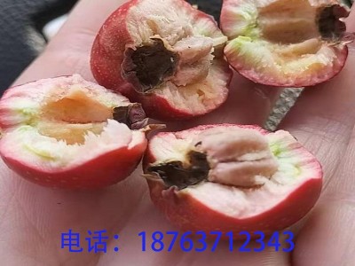 新鲜山楂批发甜红子山楂批发糖葫芦山楂酸甜适中量大从优产地直供图4