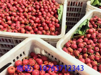 新鲜山楂批发甜红子山楂批发糖葫芦山楂酸甜适中量大从优产地直供图1