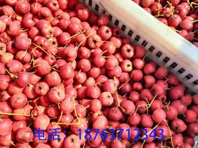 新鲜山楂批发甜红子山楂批发糖葫芦山楂酸甜适中量大从优产地直供图2