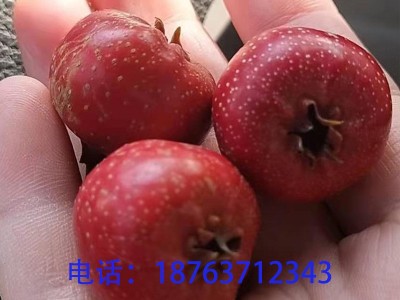 新鲜山楂批发甜红子山楂批发糖葫芦山楂酸甜适中量大从优产地直供图5