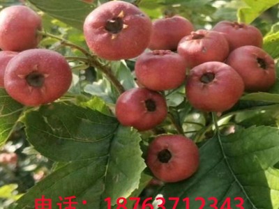 大金星山楂糖葫芦新鲜山楂当天釆摘当天发批发量大从优产地直供图4