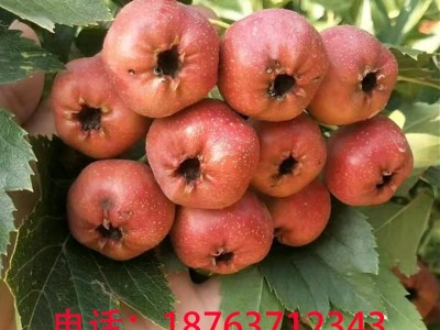 大金星山楂糖葫芦新鲜山楂当天釆摘当天发批发量大从优产地直供图1