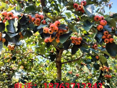 大金星山楂糖葫芦新鲜山楂当天釆摘当天发批发量大从优产地直供图3