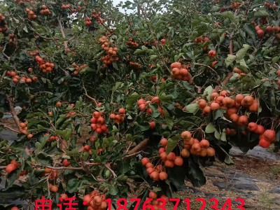 大金星山楂糖葫芦新鲜山楂当天釆摘当天发批发量大从优产地直供图5