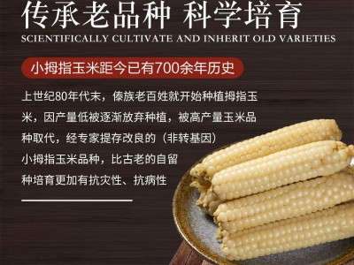 云南新鲜拇指玉米即食批发西双版纳软糯拇指玉米真空包装一件代发图2