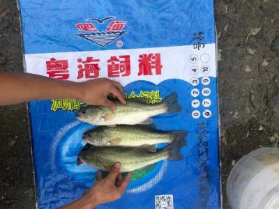 粤海加州鲈鱼配合饲料 鱼饲料鱼食鱼粮20kg 粤海加州鲈鱼配合饲料图3