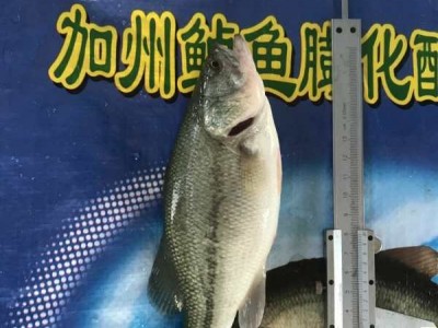 粤海加州鲈鱼配合饲料 鱼饲料鱼食鱼粮20kg 粤海加州鲈鱼配合饲料图4