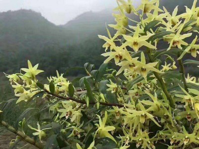 霍山石斛花 铁皮石斛花 新鲜大朵石斛花 安徽原产地石斛花批发图3