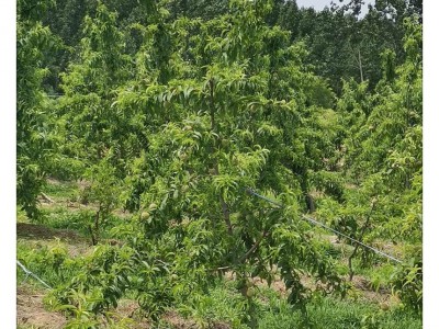 基地供应桃树苗 黄金蜜桃 适合南北方种植 晚熟金秋红蜜桃苗图5