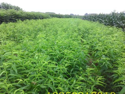 基地供应桃树苗 黄金蜜桃 适合南北方种植 晚熟金秋红蜜桃苗图4