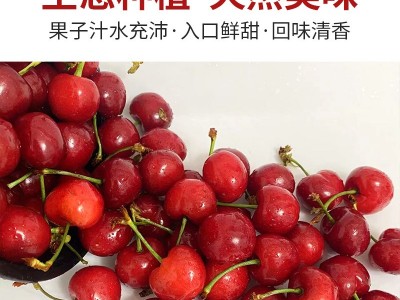 现摘山东大樱桃5斤烟台红灯当季孕妇新鲜水果车厘子整箱3斤装包邮图2