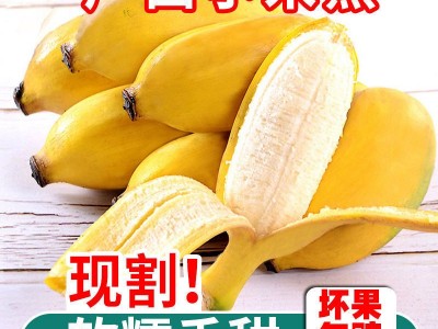 【旗舰店】正宗广西小米蕉香蕉批发整箱10斤芭蕉5非海南皇帝蕉2斤图3