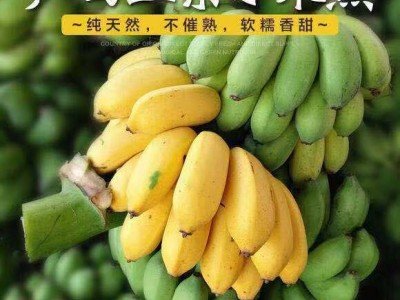 【旗舰店】正宗广西小米蕉香蕉批发整箱10斤芭蕉5非海南皇帝蕉2斤图5
