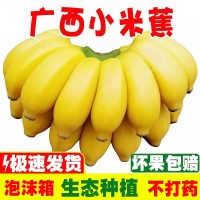 【旗舰店】正宗广西小米蕉香蕉批发整箱10斤芭蕉5非海南皇帝蕉2斤