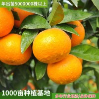 重庆供应优质柑子树 沃柑 季橙血橙低价位 高品质柑橘苗基地直供