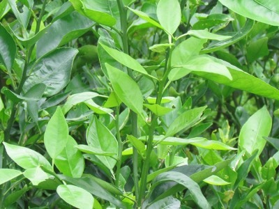 重庆供应优质柑子树 沃柑 季橙血橙低价位 高品质柑橘苗基地直供图3
