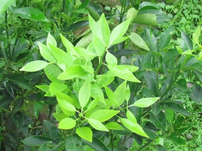 重庆供应优质柑子树 沃柑 季橙血橙低价位 高品质柑橘苗基地直供图4