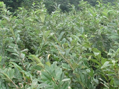 重庆大量供应优质板栗苗嫁接板栗苗 基地直发板栗树苗量大从优图5