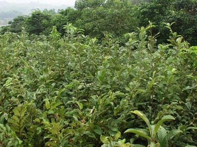 重庆大量供应优质板栗苗嫁接板栗苗 基地直发板栗树苗量大从优图3