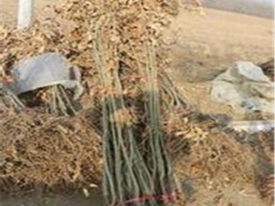 直供1公分板栗 嫁接板栗树 毛板栗树 志森园艺场供应图4