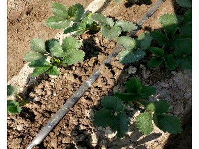 隋株草莓苗介绍 基地现货隋株草莓苗 大量供应直供 质优价廉 量大图5