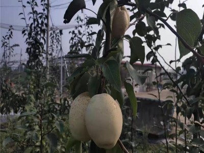 山东秋月梨树种植基地 种植量大 秋月梨 口感脆甜 秋月梨树图3