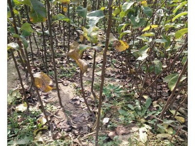 山东秋月梨树种植基地 种植量大 秋月梨 口感脆甜 秋月梨树图5