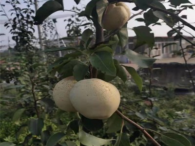 山东秋月梨树种植基地 种植量大 秋月梨 口感脆甜 秋月梨树图2