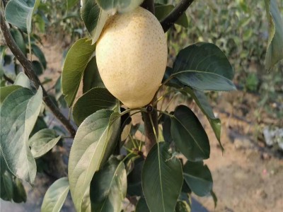 山东秋月梨树种植基地 种植量大 秋月梨 口感脆甜 秋月梨树图4