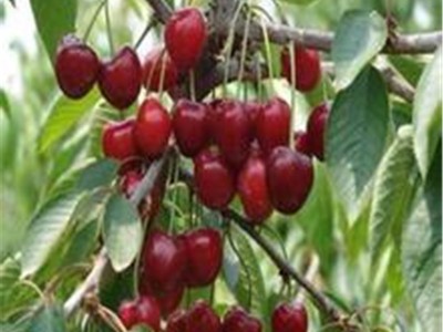 志森园艺樱桃苗批发 5厘米樱桃树苗品种 5厘米美早樱桃树基地图3