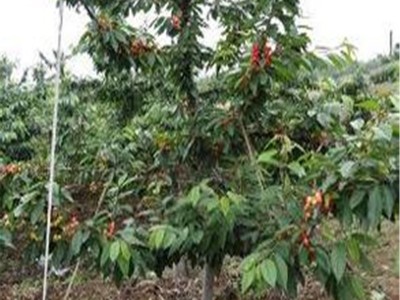 志森园艺樱桃苗批发 5厘米樱桃树苗品种 5厘米美早樱桃树基地图2