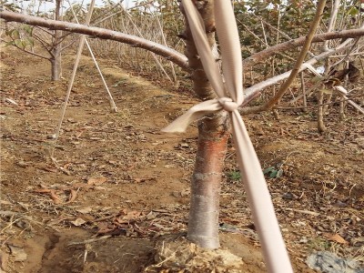 志森园艺樱桃苗批发 5厘米樱桃树苗品种 5厘米美早樱桃树基地图5