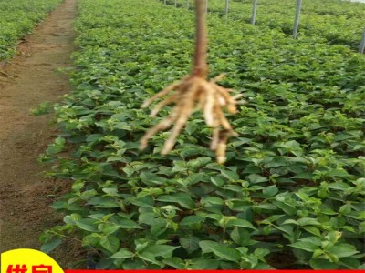 大量供应吉塞拉樱桃树苗美早樱桃苗剪枝方法车厘子大樱桃树苗种植图3